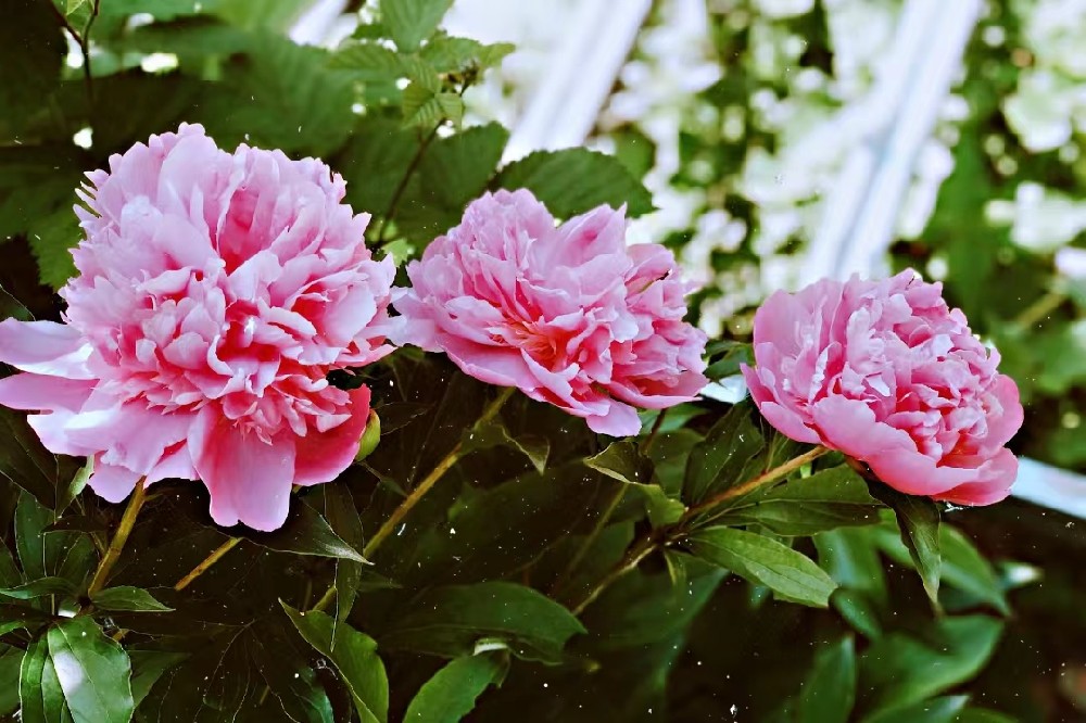 魯東人的夏天 魯東人的夏天